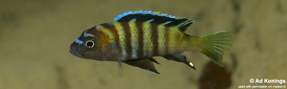 Cynotilapia sp. 'lion ntekete' Malopa