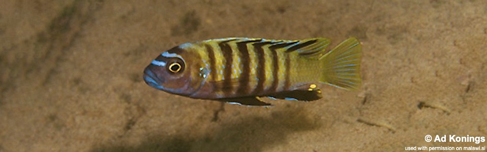 Cynotilapia sp. 'lion ntekete' Ntekete