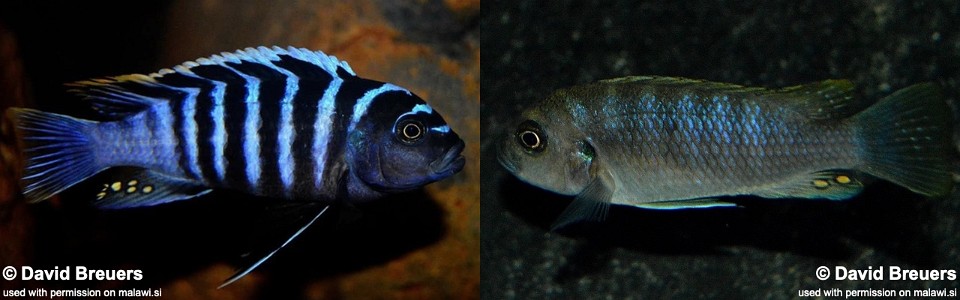 Cynotilapia zebroides 'Charo'