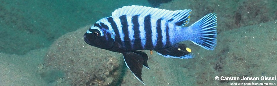 Cynotilapia zebroides 'Chitande Island'