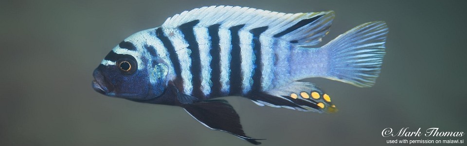 Cynotilapia zebroides 'Chitende Cove'