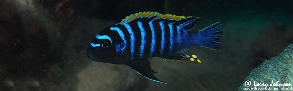 Cynotilapia zebroides 'Chizumulu Island'