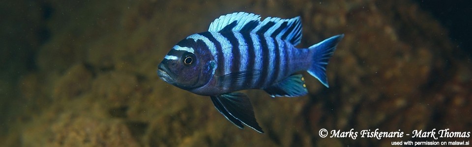 Cynotilapia zebroides 'Higga Reef'