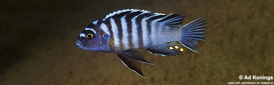 Cynotilapia zebroides 'Ikombe'