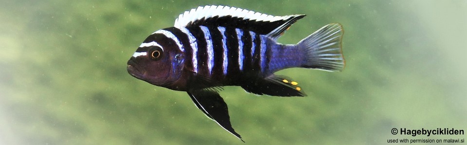 Cynotilapia zebroides 'Ilala Gap'