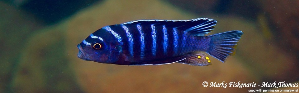 Cynotilapia zebroides 'Lundu'