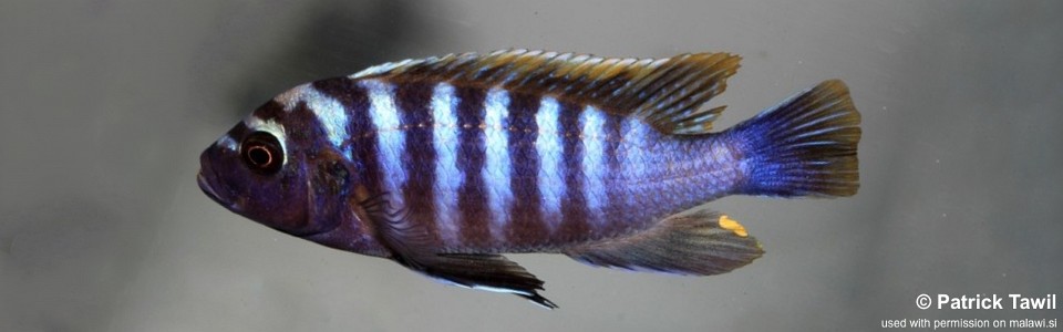 Cynotilapia zebroides 'Lushununu'