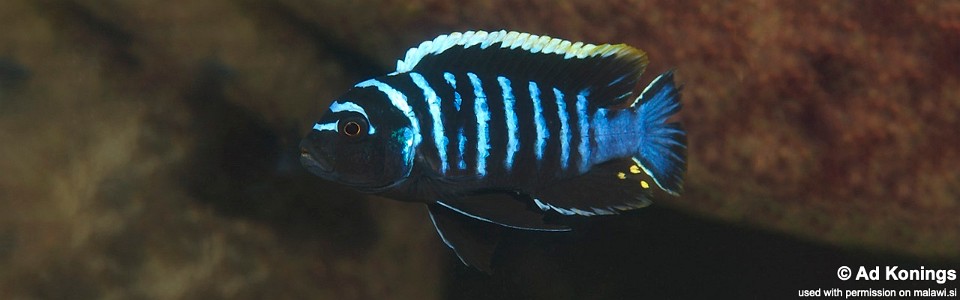 Cynotilapia zebroides 'Maingano Island'