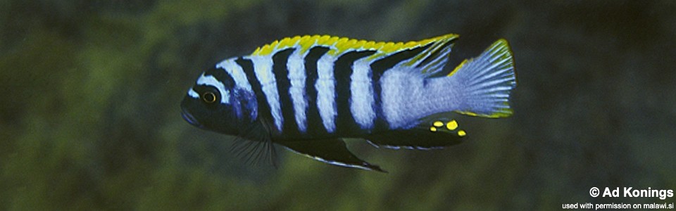 Cynotilapia zebroides 'Mara Point North'