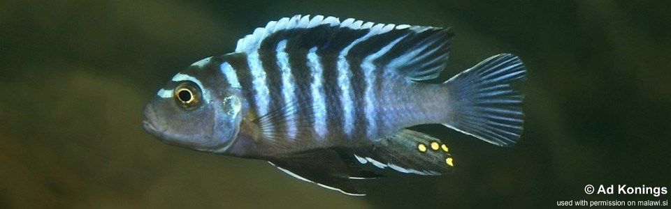 Cynotilapia zebroides 'Matema'