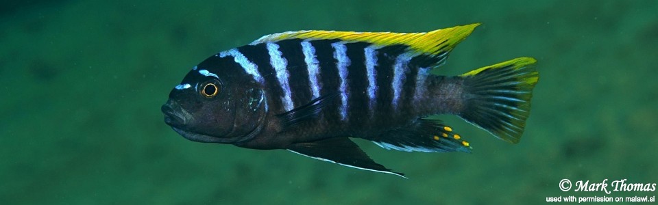 Cynotilapia zebroides 'Mbamba Reef'