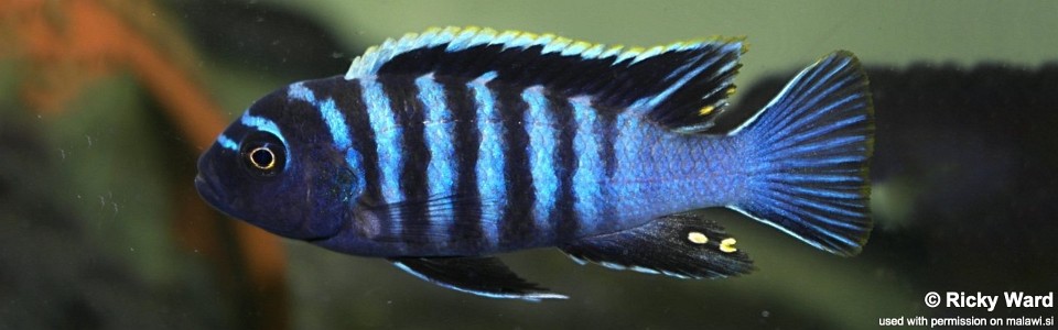 Cynotilapia zebroides 'Mdoka'