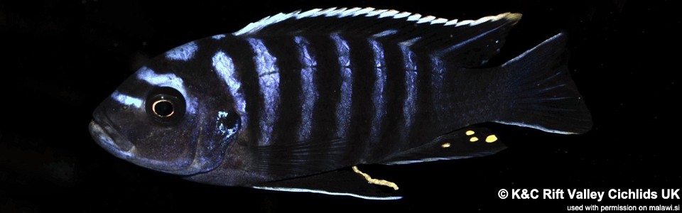 Cynotilapia zebroides 'Narungu'