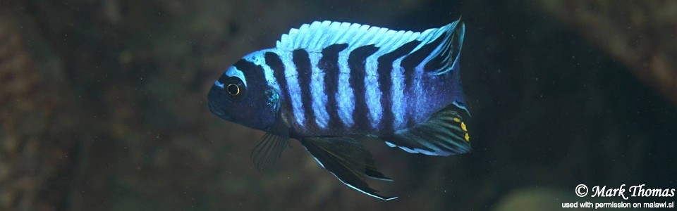 Cynotilapia zebroides 'Ngwasi'