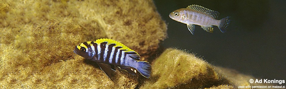 Cynotilapia zebroides 'Nkhungu Reef'