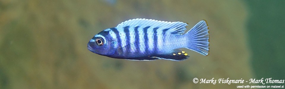 Cynotilapia zebroides 'Pombo Rocks'