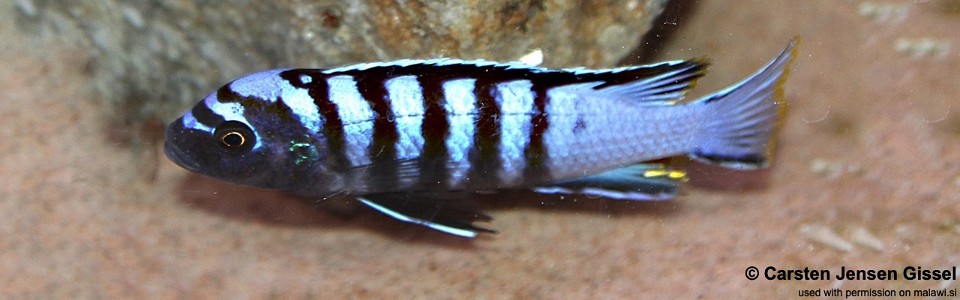 Cynotilapia zebroides 'Tchinga Reef'