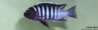 Cynotilapia zebroides 'Chilumba'.jpg