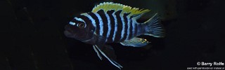 Cynotilapia zebroides 'Hongi Island'.jpg