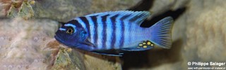 Cynotilapia zebroides 'Manda'.jpg