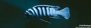 Cynotilapia zebroides 'Mara Rocks'.jpg