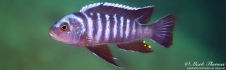 Cynotilapia zebroides 'Mphanga Rocks'.jpg