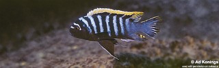 Cynotilapia zebroides 'Ndumbi Rocks'.jpg