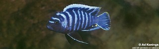 Cynotilapia zebroides 'Ntekete'.jpg