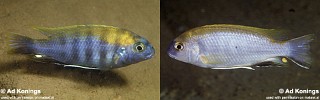 Gephyrochromis lawsi