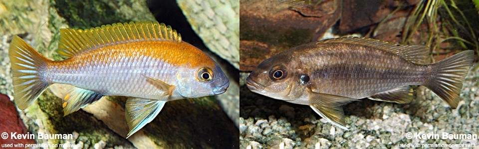 Gephyrochromis moorii 'Msuli'