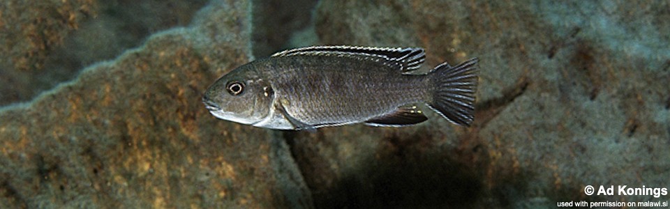 Gephyrochromis sp. 'zebroides' Chilolelo