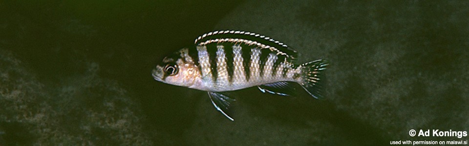 Gephyrochromis sp. 'zebroides' Gome