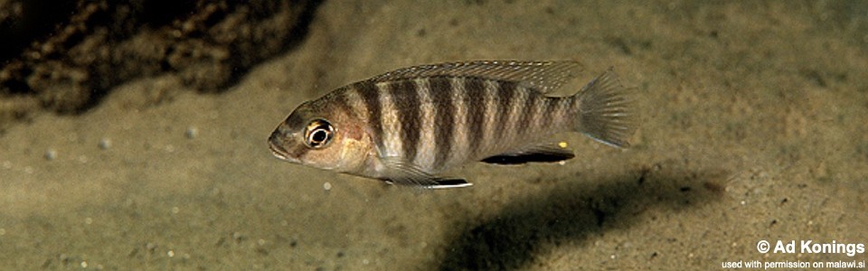 Gephyrochromis sp. 'zebroides' Metangula