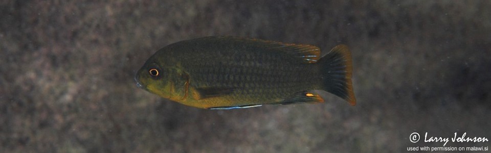 Iodotropheus sprengerae 'Chinyankwazi Island'