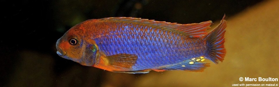 Iodotropheus sprengerae (unknown locality)