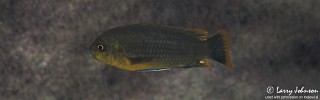 Iodotropheus sprengerae 'Chinyankwazi Island'.jpg