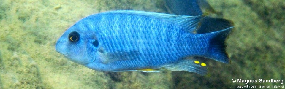 Labeotropheus fuelleborni 'Maleri Island'<br><font color=gray>Labeotropheus alticodia 'Maleri Island'</font> 