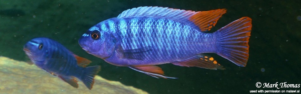 Labeotropheus fuelleborni 'Domwe Island'<br><font color=gray>Labeotropheus artatorostris 'Domwe Island'</font> 