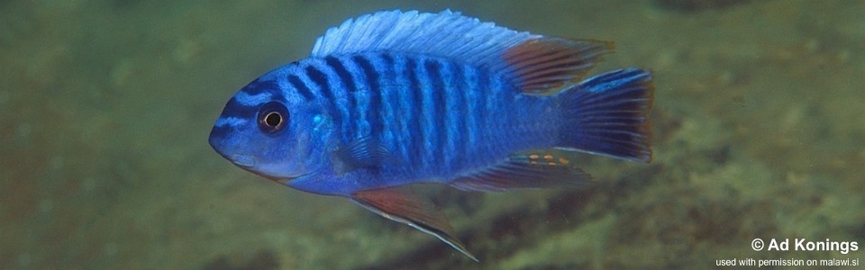 Labeotropheus fuelleborni 'Thumbi East Island'<br><font color=gray>Labeotropheus artatorostris 'Thumbi East Island'</font> 