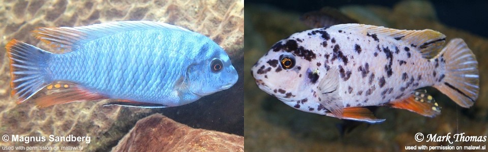 Labeotropheus fuelleborni 'Thumbi West Island'<br><font color=gray>Labeotropheus artatorostris 'Thumbi West Island'</font> 