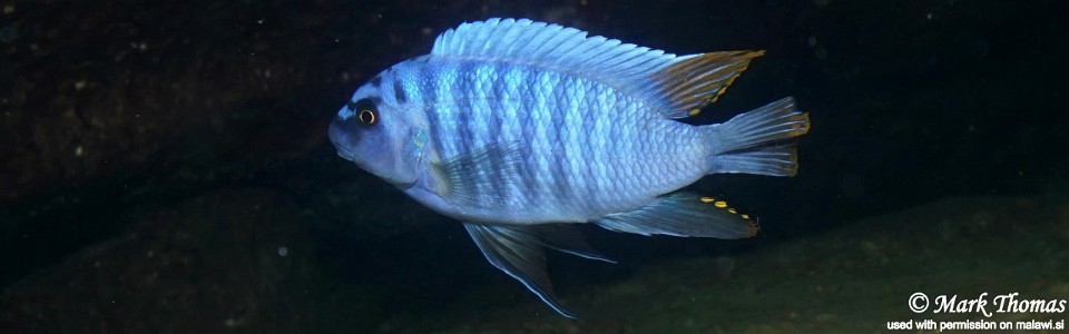 Labeotropheus fuelleborni 'Zimbawe Rock'<br><font color=gray>Labeotropheus artatorostris 'Zimbawe Rock'</font> 