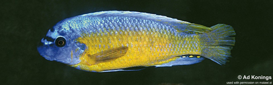 Labeotropheus fuelleborni 'Katale Island'<br><font color=gray>Labeotropheus chlorosiglos 'Katale Island'</font> 