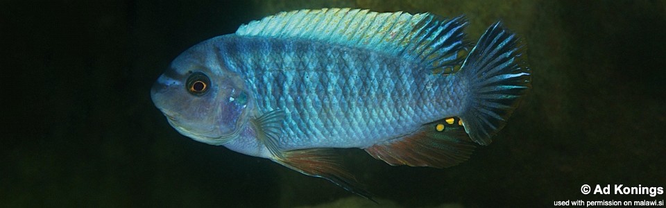 Labeotropheus fuelleborni 'Boadzulu Island'