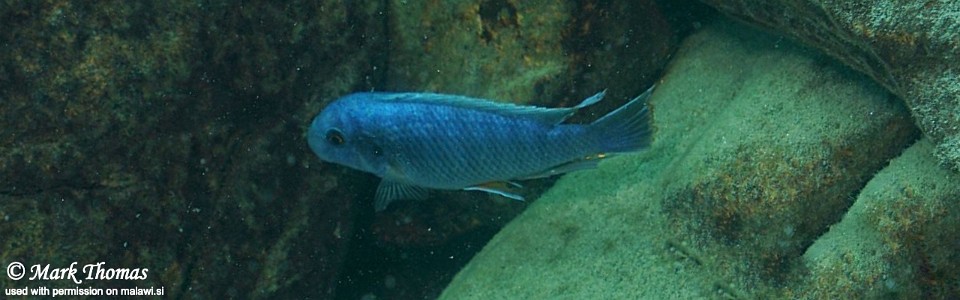 Labeotropheus fuelleborni 'Border'