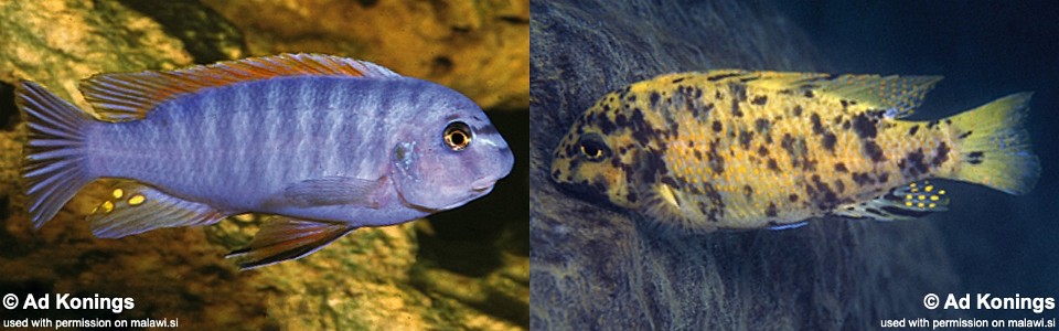 Labeotropheus fuelleborni 'Chidunga Rocks'