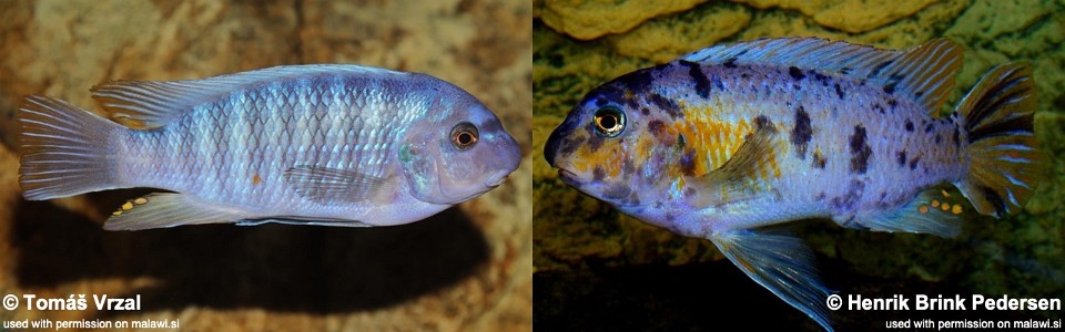 Labeotropheus fuelleborni 'Chimwalani (Eccles) Reef'