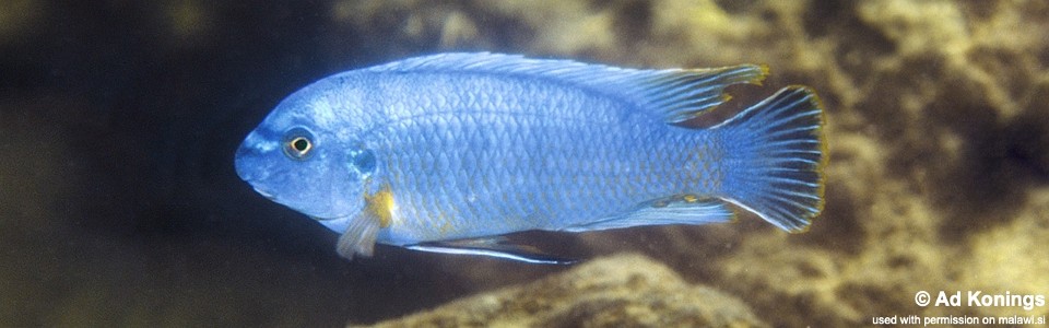 Labeotropheus fuelleborni 'Chirwa Island'