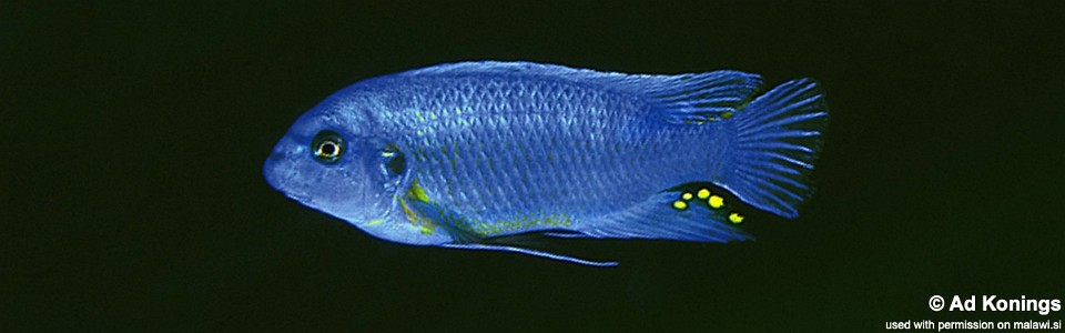 Labeotropheus fuelleborni 'Chitande Island'