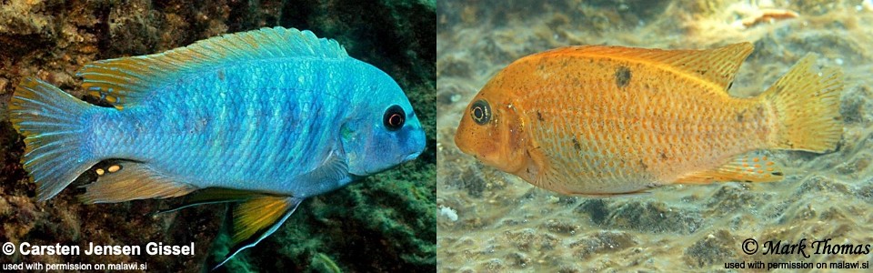 Labeotropheus fuelleborni 'Chiwi Rocks'