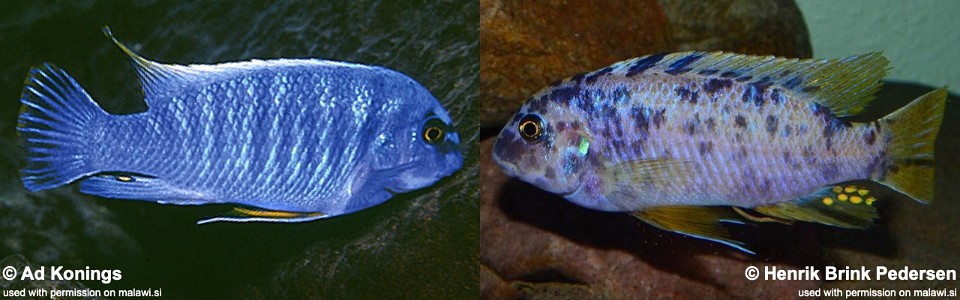 Labeotropheus fuelleborni 'Chizumulu Island'